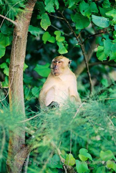 21 Thailand 2002 F1000009 Khao Lak Insel bei Krabi mit Affen_478